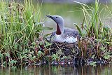 Red-throated Loonborder=